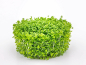 Preview: Kuba-Perlkraut - Hemianthus callitrichoides 'Cuba' in vitro -
